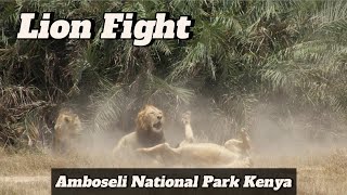 Amboseli National Park Kenya  Lion Fight Got Captured [upl. by Bill]