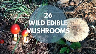 Wild Mushrooms You Can Eat [upl. by Bobette]