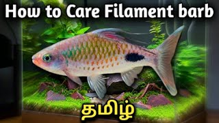 How to Care Filament barb  Dawkinsia filamentosa  Tamil [upl. by Heida]