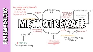 Methotrexate  Pharmacology DMARDs mechanism of action side effects [upl. by Raynard]