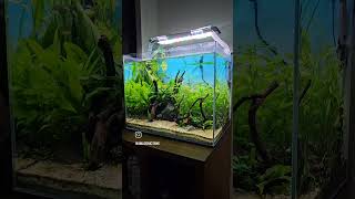 Rasbora Espei amp Killifish amp AlgaeEater viral Short shorts aquarista aquascaping fish scaping [upl. by Hazrit]