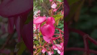 4K Macro Video Flower with Ant Macro Zooming motoedge50pro [upl. by Immat232]