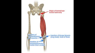 Two Minutes of Anatomy Hamstrings [upl. by Alyahsal450]