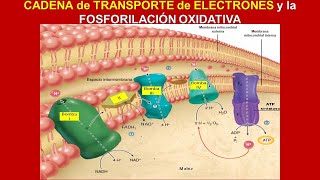 Cadena de transporte de electrones y fosforilación oxidativa 45 [upl. by Mell]