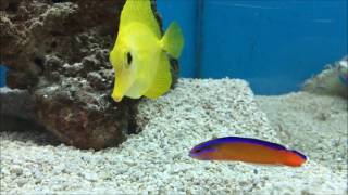 Neon Dottyback amp Yellow Tang Saltwater Tank [upl. by Ahsitaf913]