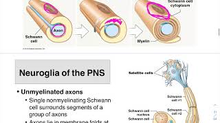 05 Neuroglia PNS and Myelin Formation [upl. by Allebram718]