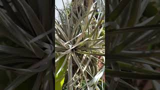 Tillandsia Pohliana Bromeliacea airplants plantasdecasa jardim gardenlove shorts [upl. by Drauode844]