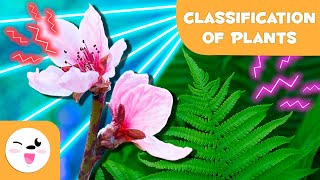 Classification of PLANTS according to their FLOWERS🌼🌳Cryptogams and Phanerogams 🌸 Natural Sciences [upl. by Anjela]