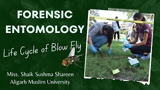 Forensic Entomology Exploring the Life Cycle of Blow Fly [upl. by Ynnaf294]