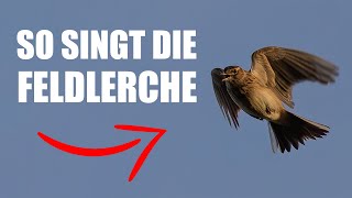 Feldlerche  Vogelstimmen lernen [upl. by Smailliw]