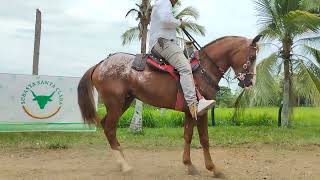 LOTE 93 Feria Equina 2 subasta Santa Clara [upl. by Adnirb]