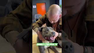 Animals Chiropractic 💚💚asmr dogshorts foryou dogs chiropractic türkiye love [upl. by Rois420]