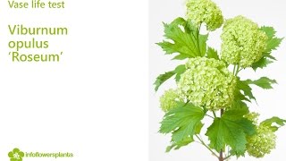 Vase life test  Viburnum opulus Roseum [upl. by Willms268]