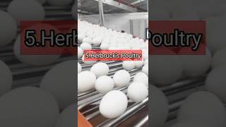 top 10 egg brands in the world 2024 listtop 10 egg brands in india 2024 listbest egg brands would [upl. by Storz988]