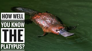 Platypus  Description Characteristics and Facts [upl. by Odnarb920]