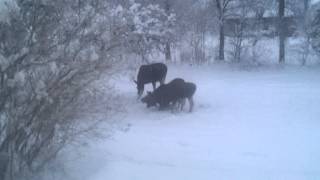 Älg med tre kalvar i trädgården [upl. by Adieno540]