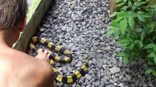 Catching a banded krait at a Thailand snake show [upl. by Hartill]