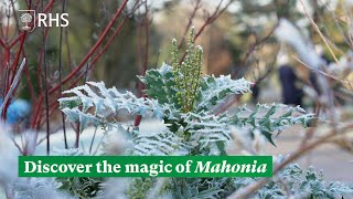 Discover the magic of Mahonia  The RHS [upl. by Otto]