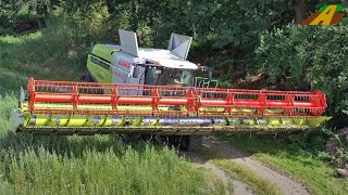 Getreideernte Bio Dinkel dreschen Claas Lexion 780 ökologische Landwirtschaft Deutschland Bauernhof [upl. by Ilagam857]