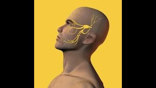 Trigeminal nerve  part 1Trigeminal Nerve made easy with visuals and flow charts [upl. by Ahseid381]