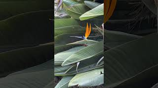 Bird of Paradise Welcome to The Best Trail Cam Videos in California [upl. by Cordey]