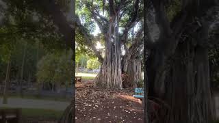 Mohandas Gandhi Statue under Banyan tree in Waikiki courtesy Dipak RangwalawaikikiGandhibanyan [upl. by Moore]