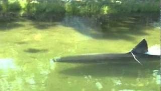 Great White Shark in Massachusetts salt pond [upl. by Ellen829]