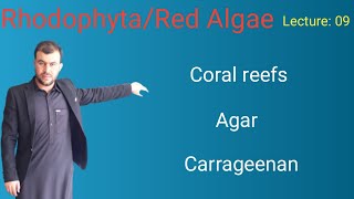 Rhodophyta Plant like protists  Red algae  Kingdom protista  Coral reefs  Sabar Khan Lectures [upl. by Gerita]