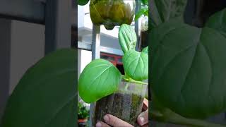 Tips On How To Grow Clean And Safe Bok Choy In Plastic Bottles Simple And Easy [upl. by Territus891]