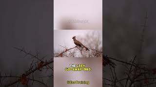 The GoAway Bird  Your Upset Girlfriends Call [upl. by Ardith]