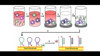 DNA Detection method [upl. by Dame]