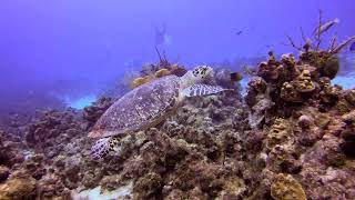 Grand Cayman 2024 Turtle Encounter [upl. by Asum]