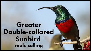 GREATER DOUBLECOLLARED SUNBIRD male singing at a Tecomaria hedge [upl. by Flaherty]