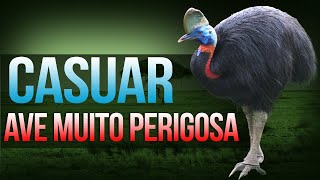 A ave mais perigosa do mundo e que gosta de atacar humanoscasuar Casuarius Cassowary [upl. by Libbey849]