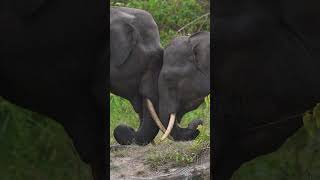 Elephants Video wildlife Video shoot with Z8 [upl. by Deenya]