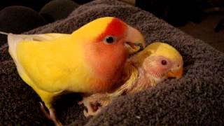 Chicken Little singing preening protecting her baby Lutino peach faced lovebird sibling Agapornis [upl. by Anson]