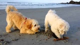 Charlie the Labradoodles first year [upl. by Hakym768]