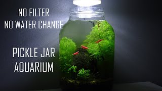 PICKLE JAR AQUARIUM  NO WATER CHANGES  No filter no heater walstad planted ecosystem [upl. by Kinom]