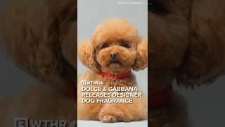 Dolce amp Gabbana release designer fragrance for dogs [upl. by Klehm]