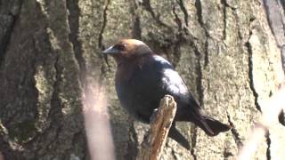 Cowbird chick calling amp getting fed by song sparrow [upl. by Sollows740]