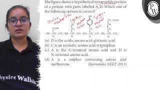 The figure shows a hypothetical tetrapeptide portion of a protein with parts labelled AD Which [upl. by Loy756]