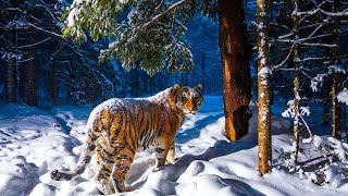 Atemberaubende Aufnahme Wildkamera fängt sibirischen Tiger ein [upl. by Ettenowtna]