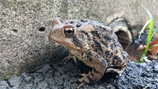 Close up of one of our resident Eastern American toads [upl. by Nudnarb]