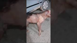 URGENT 🚨 DOG RESCUE NEEDED IN ABBOTTABADSEVERE SARCOPTIC MANGE Location Abbottabad Pakistan [upl. by Analaj]