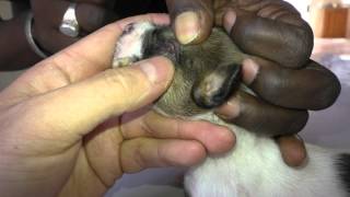 A Mangoworm in the eyelid of a 23 week old puppy [upl. by Deste]