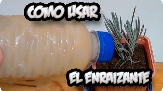 Como Usar El Enraizante Casero Para Esquejes  La Huertina De Toni [upl. by Jolanta20]