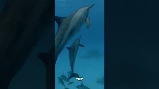 How do dolphins communicate [upl. by Nnyltak611]