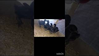 Ayam sumani chicks Viral cickschicks birds pets hen [upl. by Adlev385]