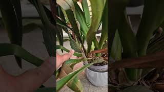 How to Tell When Your Orchid Needs Watering 💧💦 orchidcare [upl. by Latif922]