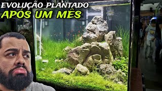 O AQUÁRIO PLANTADO DE FRODO STONE TA EVOLUINDO MUITO RÁPIDO [upl. by Graf]